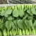 金品新夏2号青梗菜种子高产耐高温不拔节大叶面夏季青菜种籽