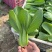 金品新夏2号青梗菜种子高产耐高温不拔节大叶面夏季青菜种籽