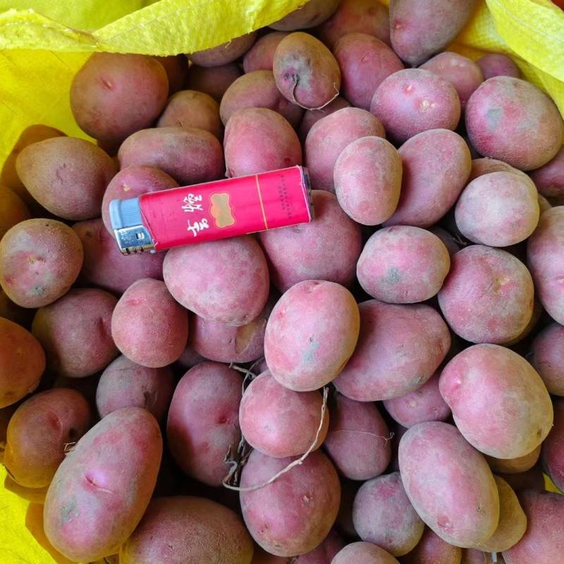云南红皮黄心小土豆