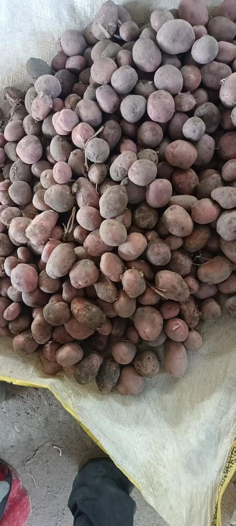 云南红皮黄心小土豆