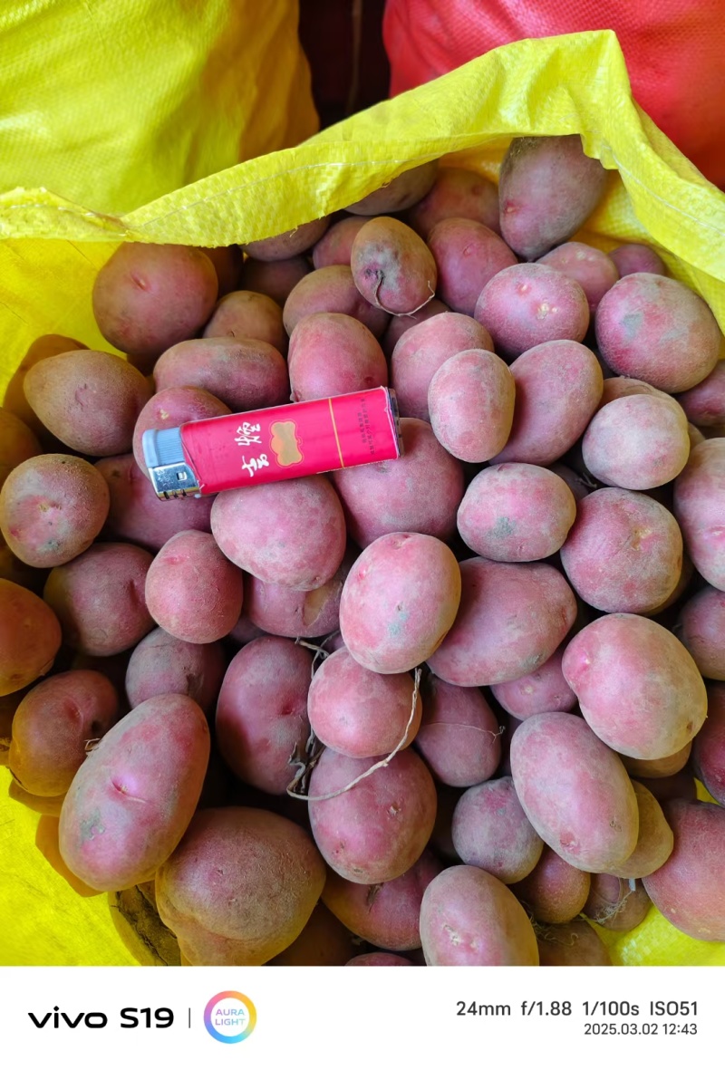 云南红皮黄心小土豆