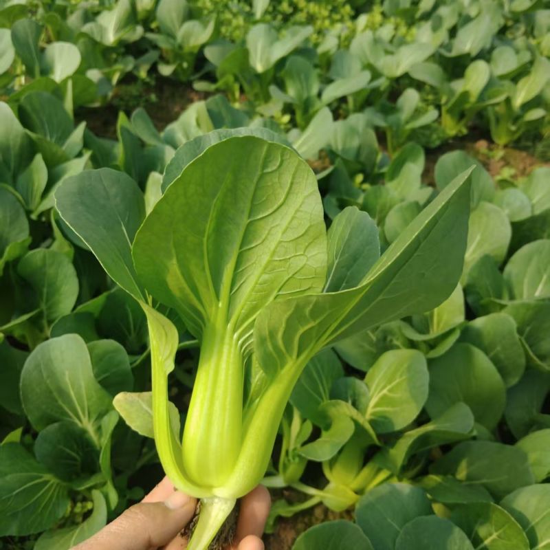 夏抗六号青梗菜种子夏秋耐热早熟叶色油绿叶柄翠绿有光泽束腰