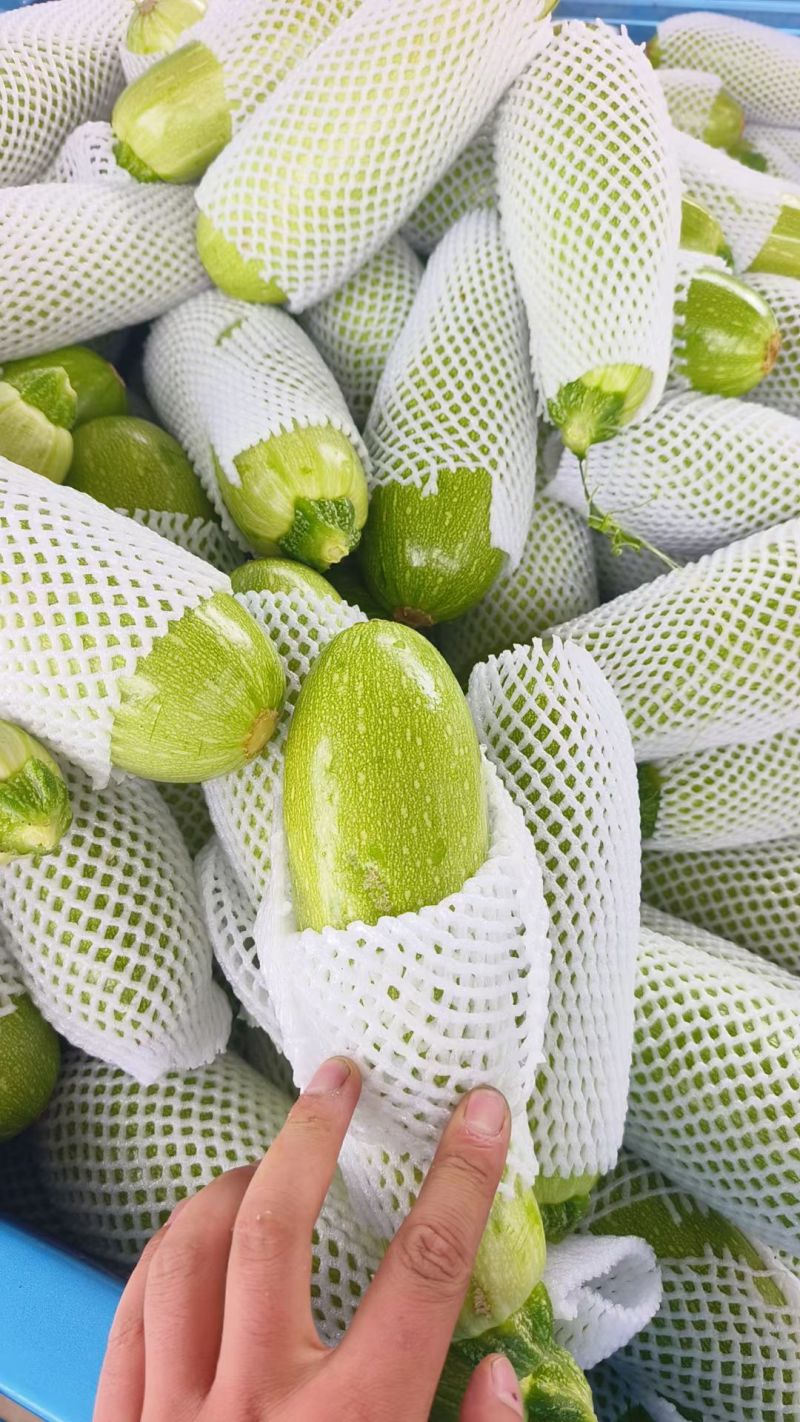 西葫芦