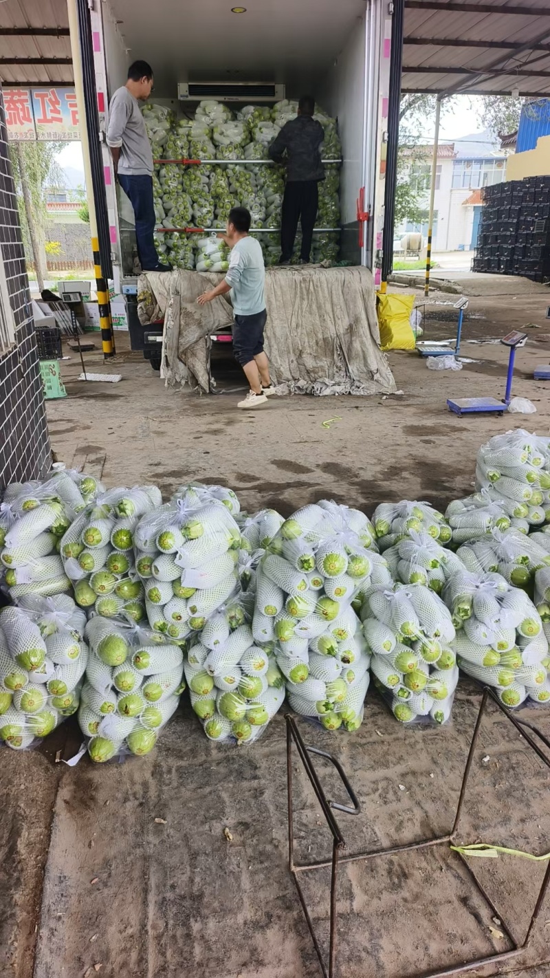 西葫芦