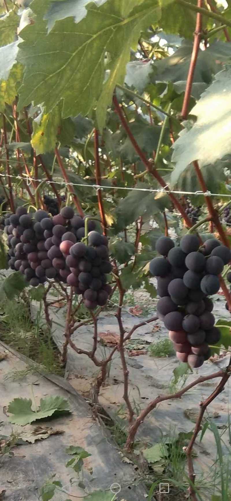 莱西大棚巨峰葡萄大量上市，