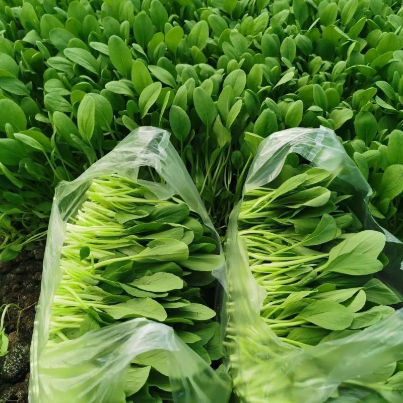 夏优美鸡毛菜种子铁杆型上市早抗病强耐湿热南北春夏秋四季播