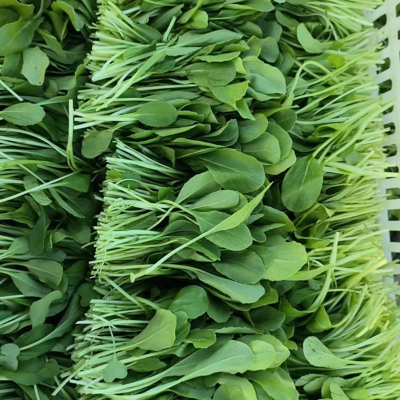 夏优美鸡毛菜种子铁杆型上市早抗病强耐湿热南北春夏秋四季播