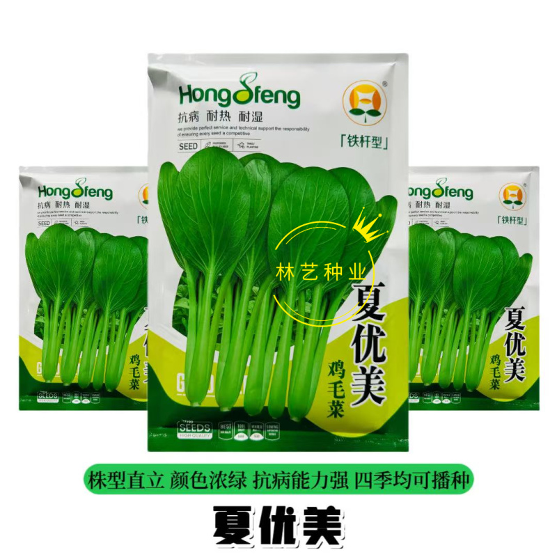 夏优美鸡毛菜种子铁杆型上市早抗病强耐湿热南北春夏秋四季播