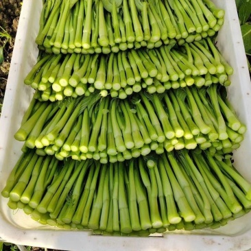 台种快大49-19甜菜心种子高产耐热菜苔种籽菜农专用