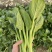 台种快大49-19甜菜心种子高产耐热菜苔种籽菜农专用