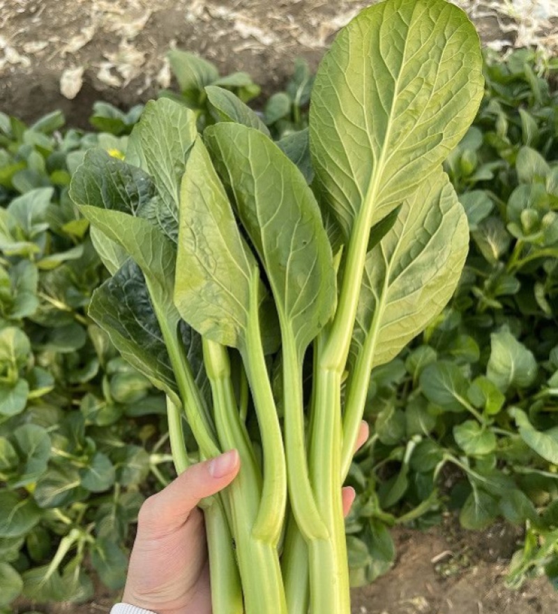 台种快大49-19甜菜心种子高产耐热菜苔种籽菜农专用