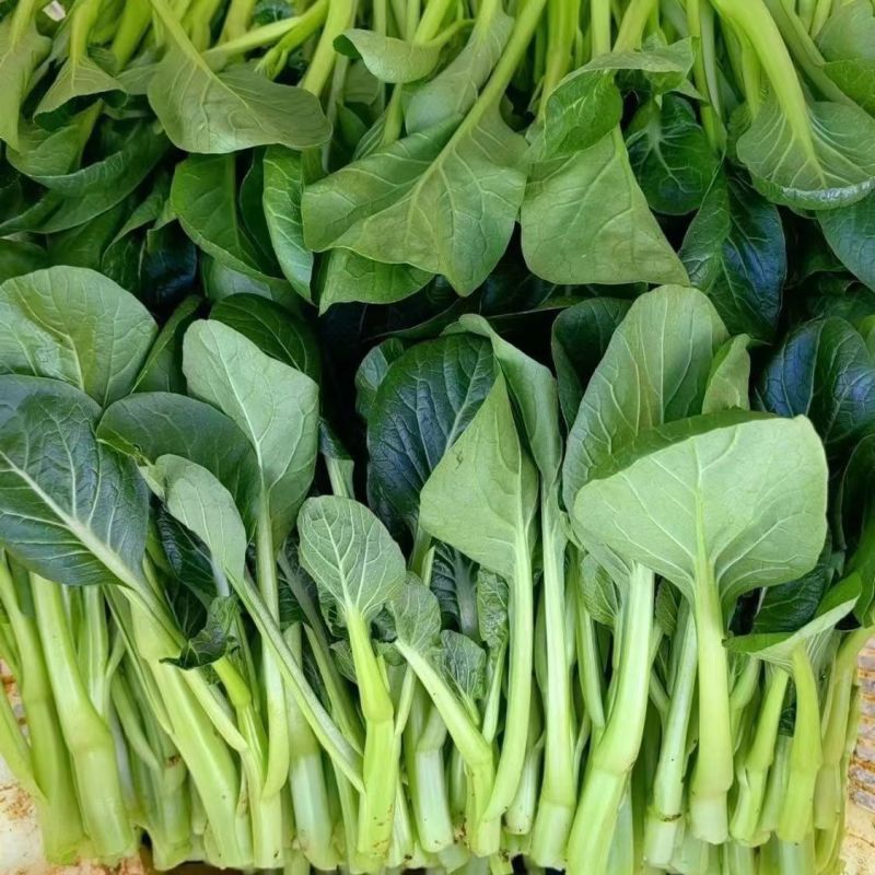 台种快大49-19甜菜心种子高产耐热菜苔种籽菜农专用