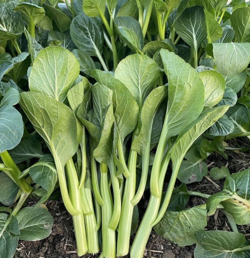 台种快大49-19甜菜心种子高产耐热菜苔种籽菜农专用