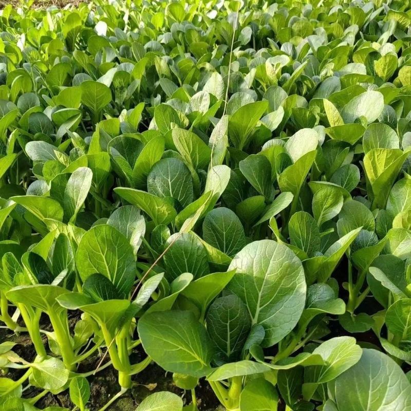 台种快大49-19甜菜心种子高产耐热菜苔种籽菜农专用