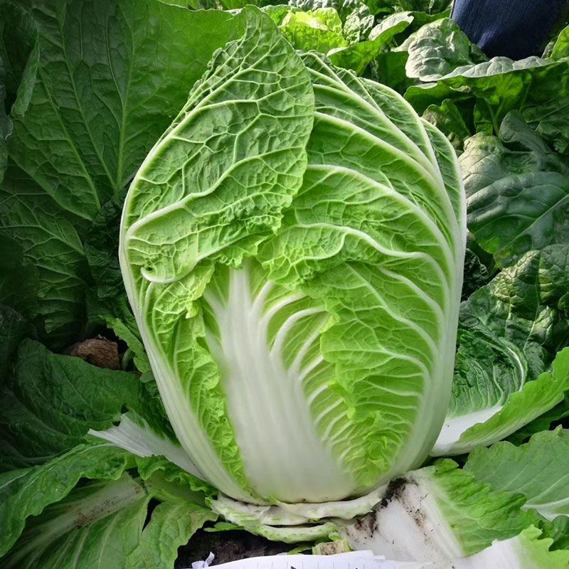 国申夏宝白菜种子抗热先锋热抗50天夏秋季耐高温早熟蔬菜