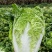 国申夏宝白菜种子抗热先锋热抗50天夏秋季耐高温早熟蔬菜