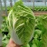 国申夏宝白菜种子抗热先锋热抗50天夏秋季耐高温早熟蔬菜