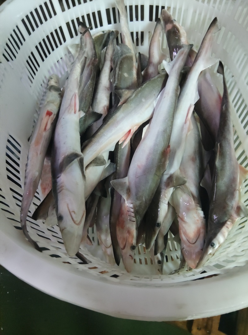 湛江本地小鲨鱼，餐特色菜食用小鲨鱼，新鲜海鲜海鱼
