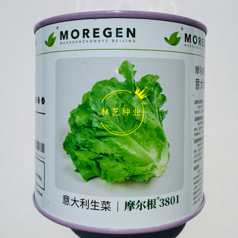 摩尔根3801意大利生菜种籽高产耐热耐寒耐抽苔半结球丸粒