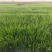 沧州青县本地。二茬小葱自家种植，产地发货。保质保量。