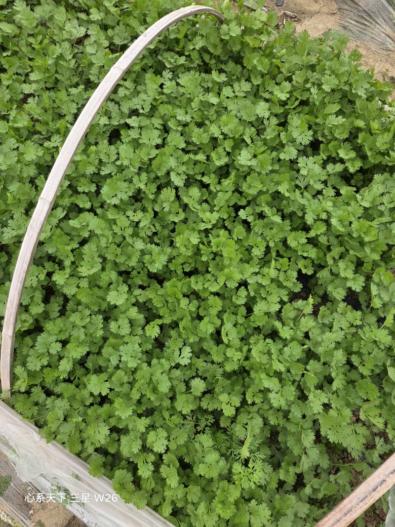 铁杆青香菜