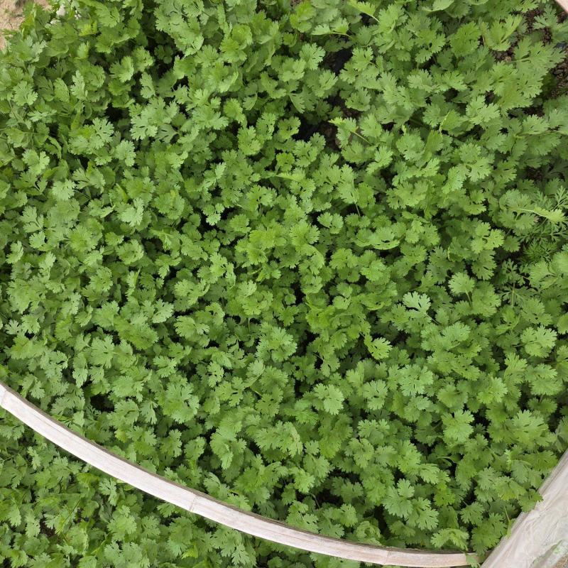 铁杆青香菜