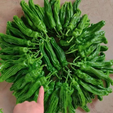 芜湖椒