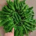 芜湖椒