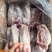 猪口条一箱20一22个猪舌，一箱20斤，根小干货，包裝好