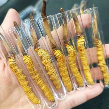 新鲜虫草头期冬虫草鲜货非西藏那曲正品青海高海拔送礼盒装