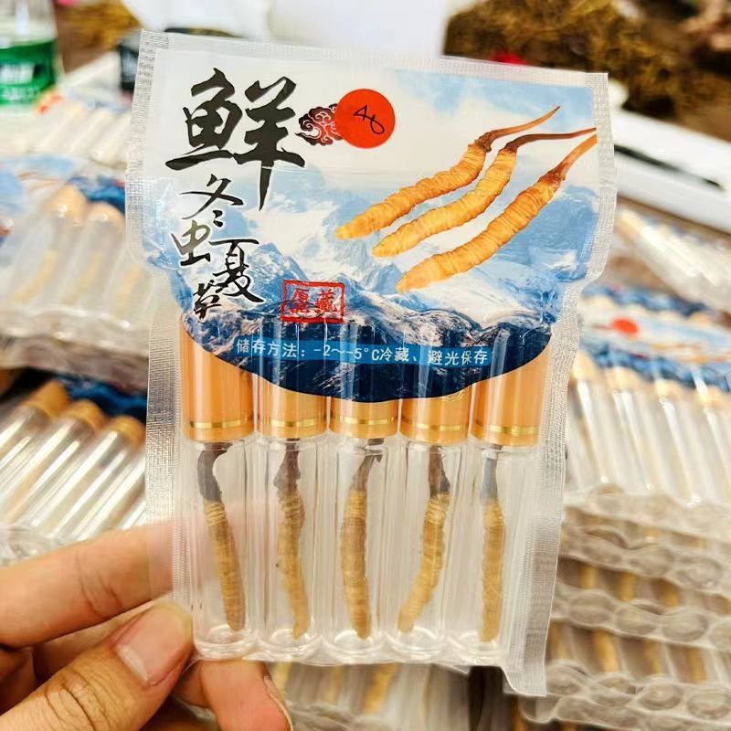 新鲜虫草头期冬虫草鲜货非西藏那曲正品青海高海拔送礼盒装