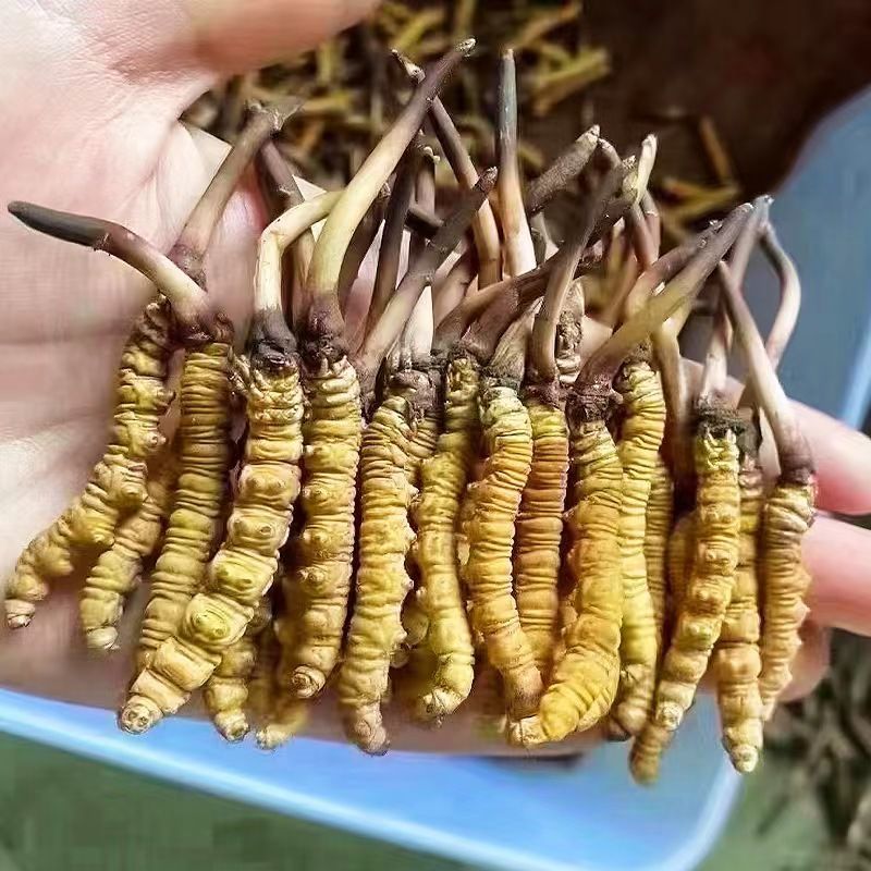 新鲜虫草头期冬虫草鲜货非西藏那曲正品青海高海拔送礼盒装