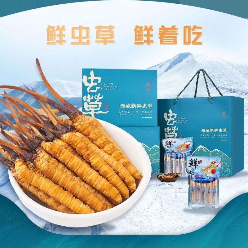 新鲜虫草头期冬虫草鲜货非西藏那曲正品青海高海拔送礼盒装