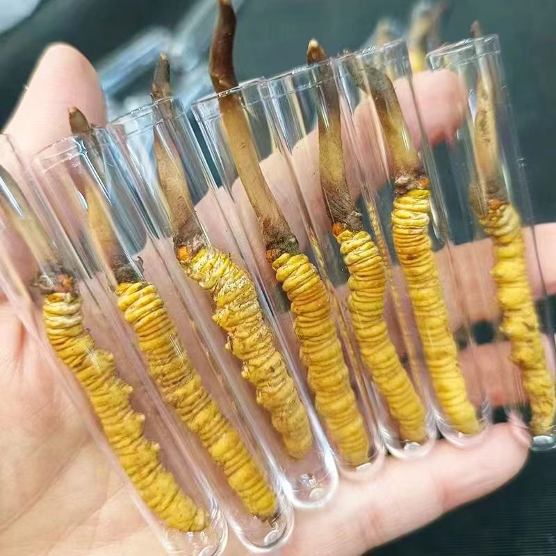 新鲜虫草头期冬虫草鲜货非西藏那曲正品青海高海拔送礼盒装