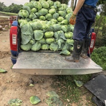 连花白