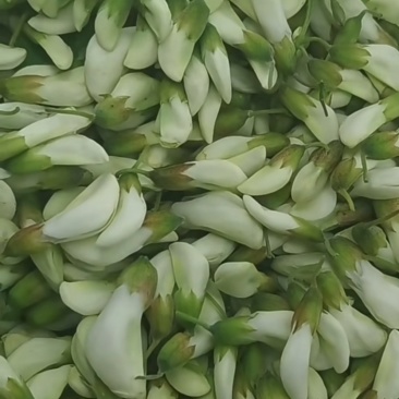 农村新鲜野槐花