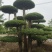 造型对节白蜡