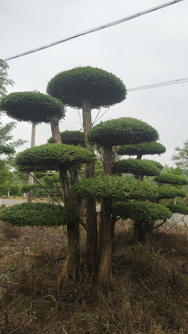 造型对节白蜡