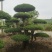 造型对节白蜡