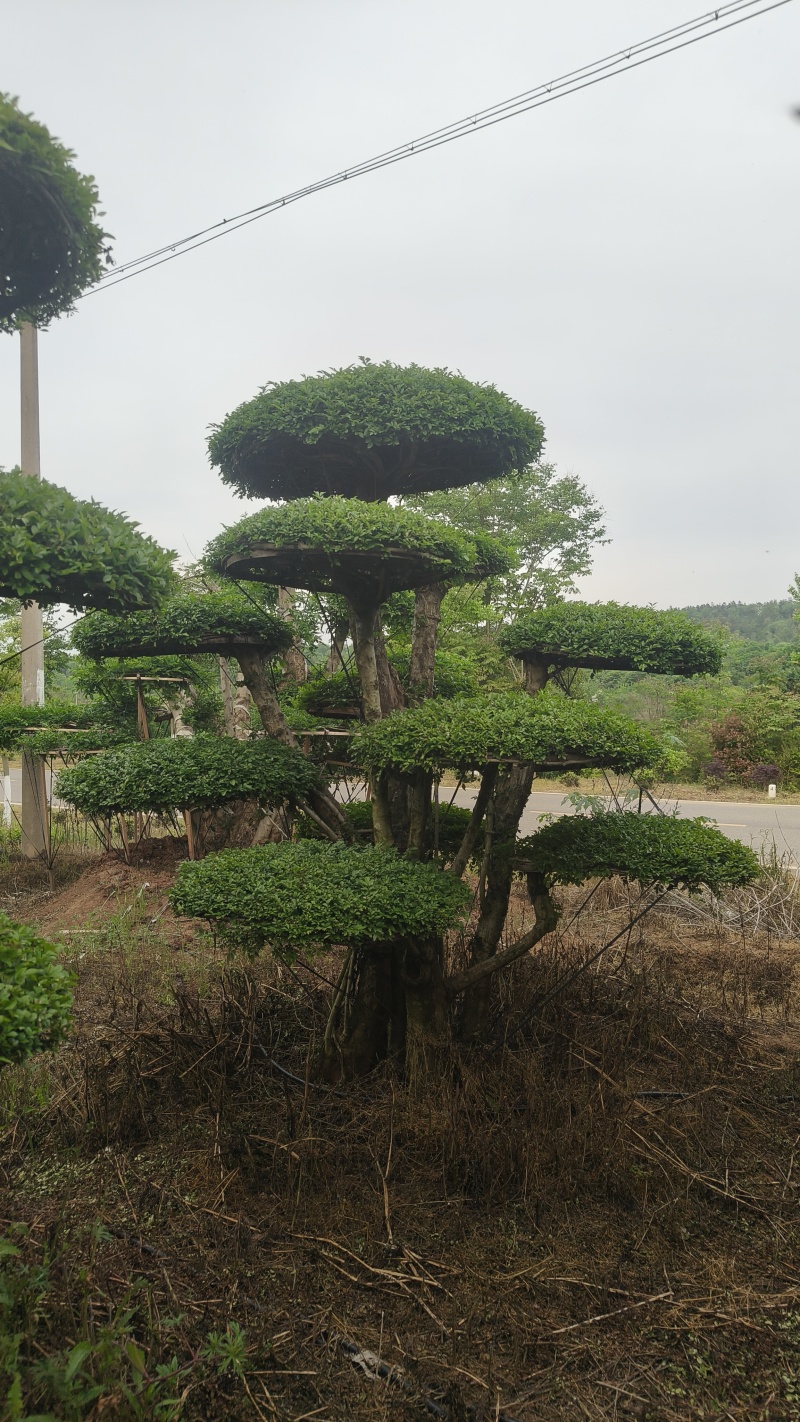 造型对节白蜡