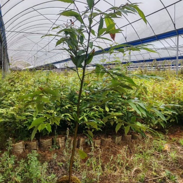 红椎12袋