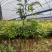 红椎12袋
