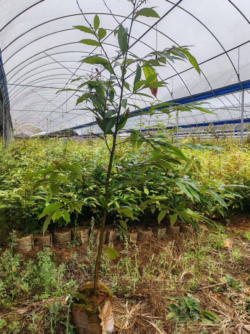 红椎12袋