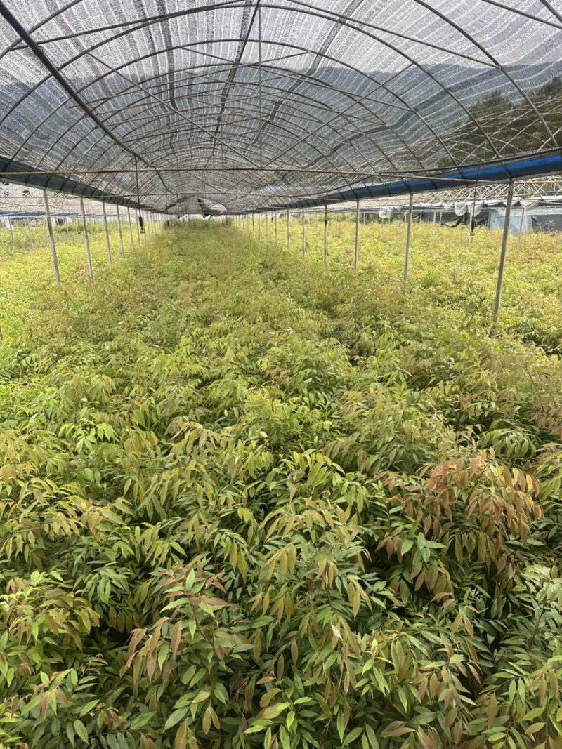 红椎12袋