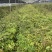 红椎12袋