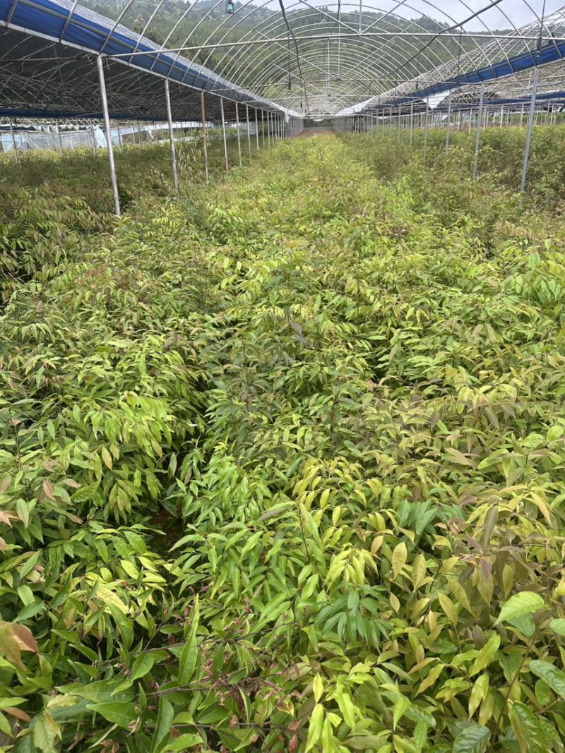红椎12袋