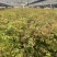 红椎12袋