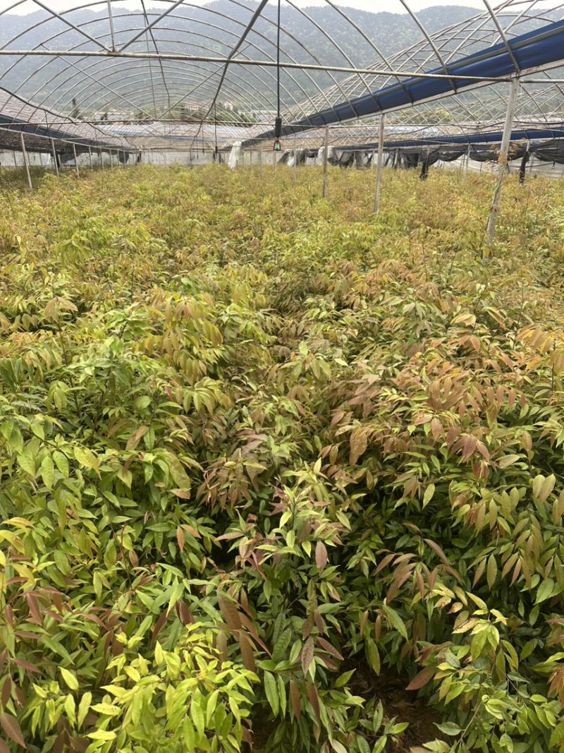 红椎12袋