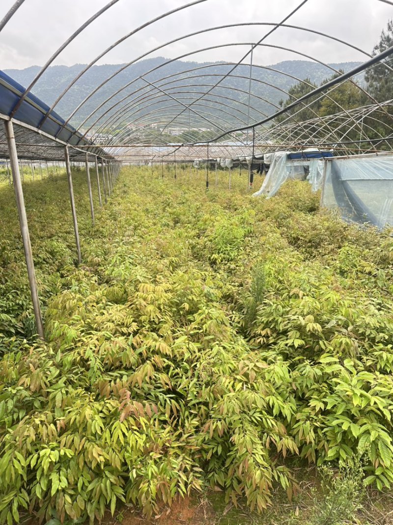 红椎12袋