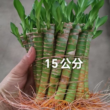 文昌富贵竹旺学业财运桌面小盆栽水培土培好养易活